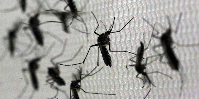 Pemerintah diminta Jangan hanya Terfokus pada Corona,Tetapi juga pada DBD KLB