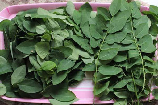 Khasiat Daun Katuk Bagi Kesehatan Tubuh Yang Wajib Kamu Tahu!