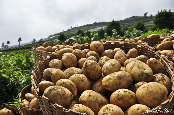 Manfaat Kentang Bagi Tubuh Kita