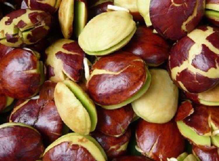 Manfaat Jengkol untuk Kesehatan Tubuh