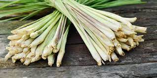 Daun Serai Memiliki Manfaat Baik Dan Sehat Untuk Rahim Wanita